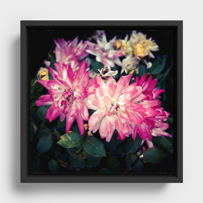 Pink Chrysanthemum garden Framed Canvas