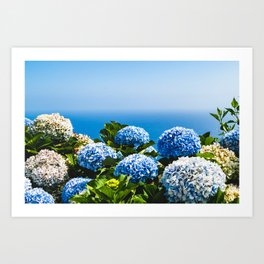 Blooming Blue Summer Hydrangeas Art Print