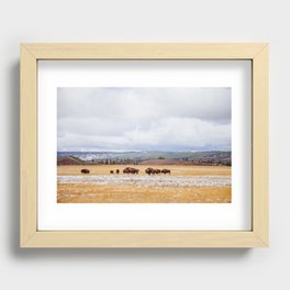 Bison roaming in Yellowstone  Recessed Framed Print