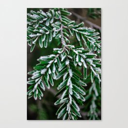 Frosted Hemlock Canvas Print