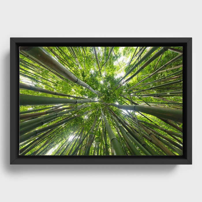 Looking Up A Bamboo Forest Canopy, Haleakala, Maui, Hawaii Framed Canvas