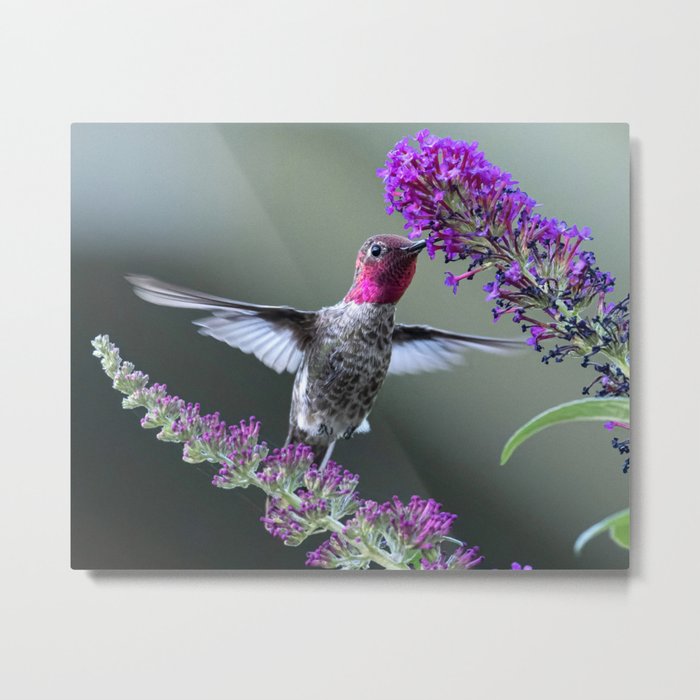 Male Anna'a Hummingbird on Butterfly Bush Metal Print