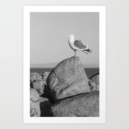 Monterey Bay California | Seagull | Black and White Art Print