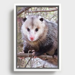Possum Staredown Framed Canvas