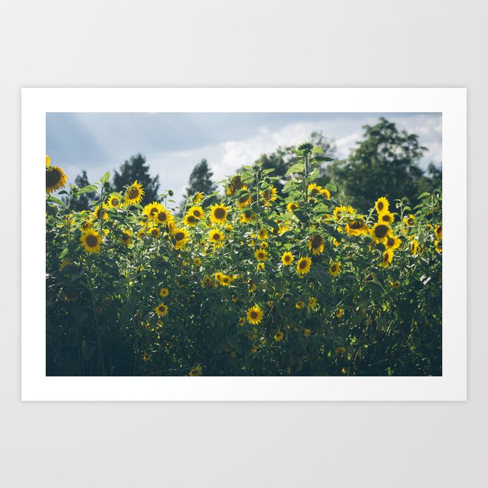 Sunflowers Art Print