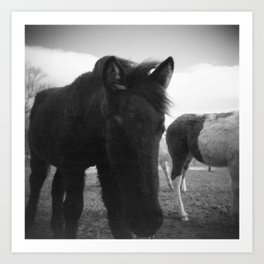 Chincoteague Island Pony in Black and White - Film Photograph Art Print