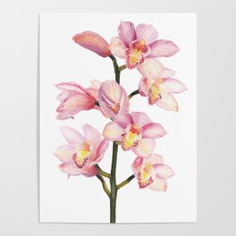 The Orchid, A Realistic Botanical Watercolor Painting Poster