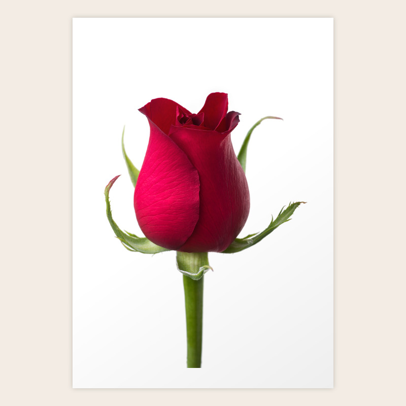 Single Red Rose Art Print By Skleznev Society6