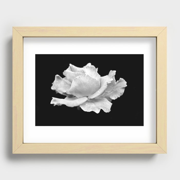 White Rose On Black Recessed Framed Print