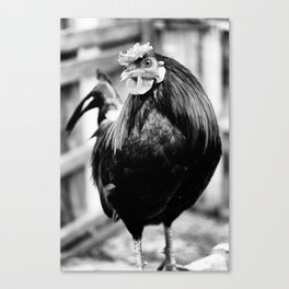 Rooster chicken portrait Canvas Print