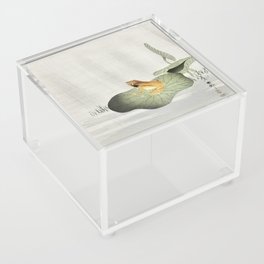 Frog On Lotus Leaf  Acrylic Box