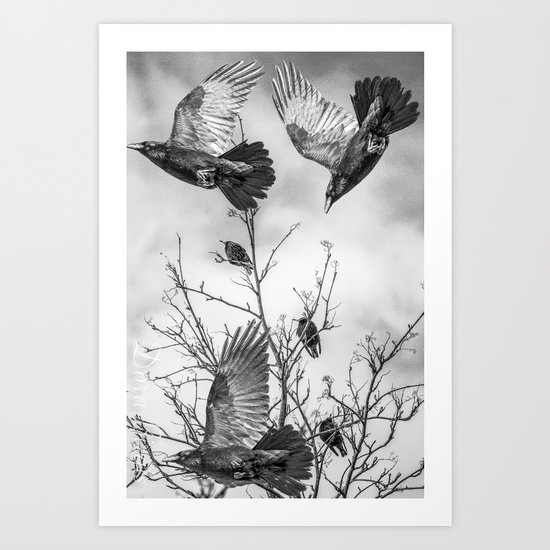 Krummar (raven) Art Print