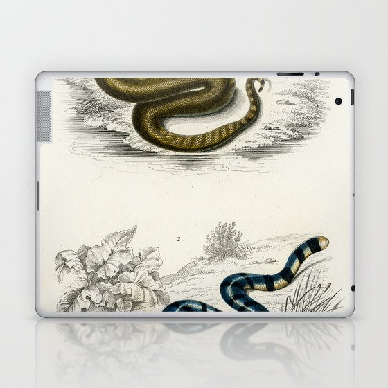 Elephant Trunk Snake & Columbrine Sea Krait Laptop & iPad Skin