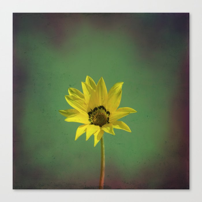The yellow flower of my old friend Canvas Print