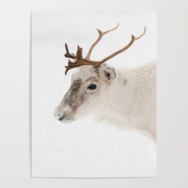 Reindeer In The Snow Photo | Lapland Norway In Winter Art Print | Nature  Animal Travel Photography  Poster