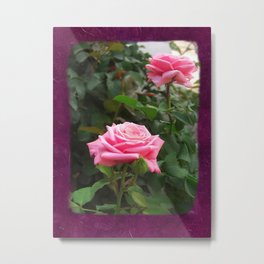 Pink Roses in Anzures 5  Blank P8F0 Metal Print