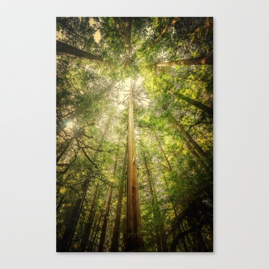 Forest Tree Tops Canvas Print