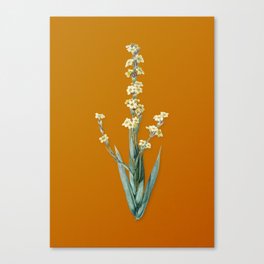 Vintage Pale Yellow Eyed Grass Botanical Illustration on Bright Orange Canvas Print