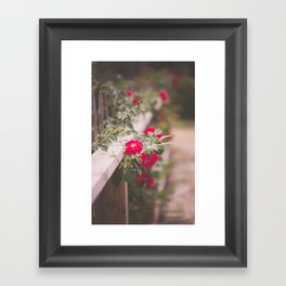 Summer Roses Framed Art Print