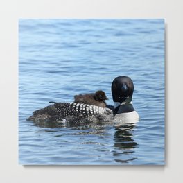 Momma and baby loon Metal Print