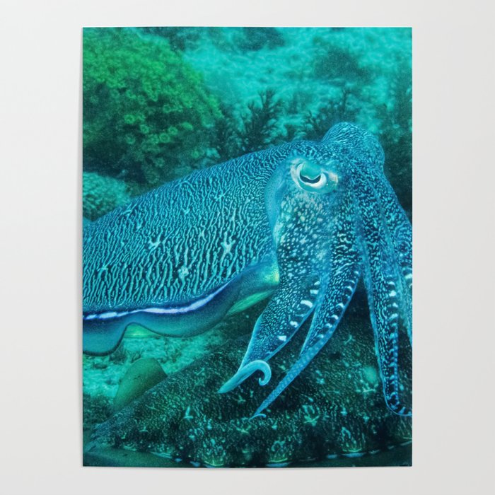 Cuttlefish Mating Dance Poster