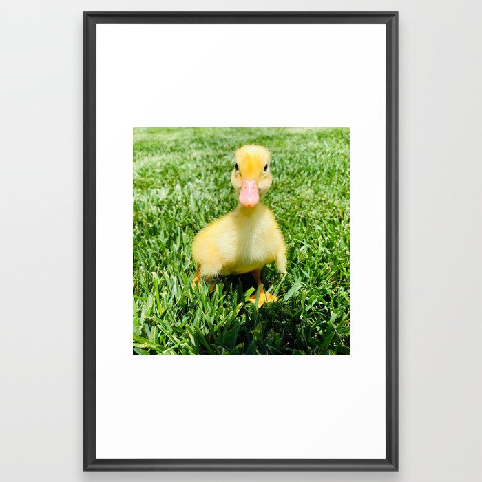 Vanilla the Duckling Photograph Framed Art Print