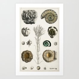 Naturalist Fossils Art Print