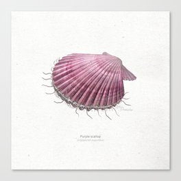 Purple scallop scientific illustration art print Canvas Print
