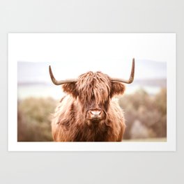 Highland Cow in a Field Southern Art Print