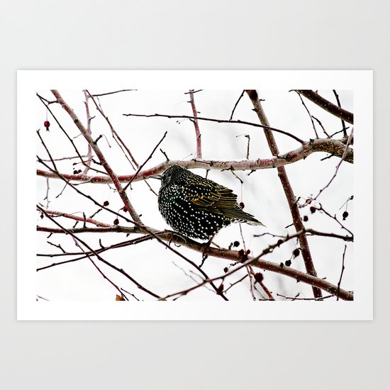 oh starling Art Print