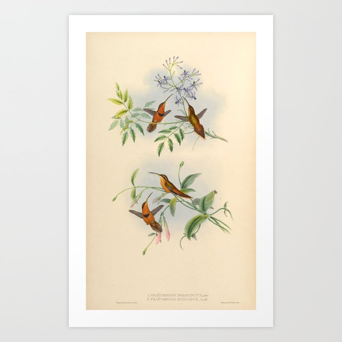Belted Hermit and Bishop Hermit Hummingbirds by John Gould, 1861 (benefiting the Nature Conservancy) Art Print