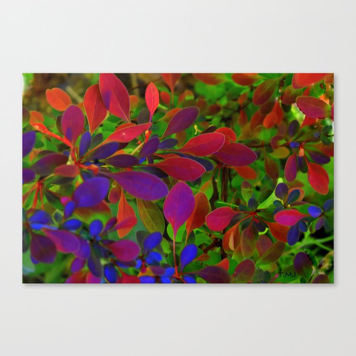 Nature Floral - Colour My World Canvas Print