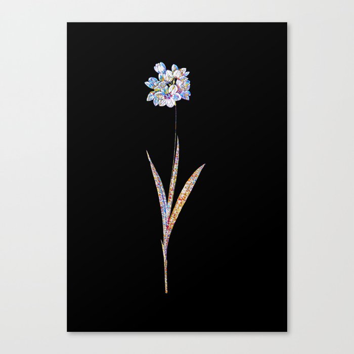 Floral Ixia Maculata Mosaic on Black Canvas Print