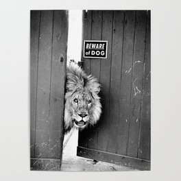 Beware of Dog black and white photograph of attack lion humorous black and white photography Poster