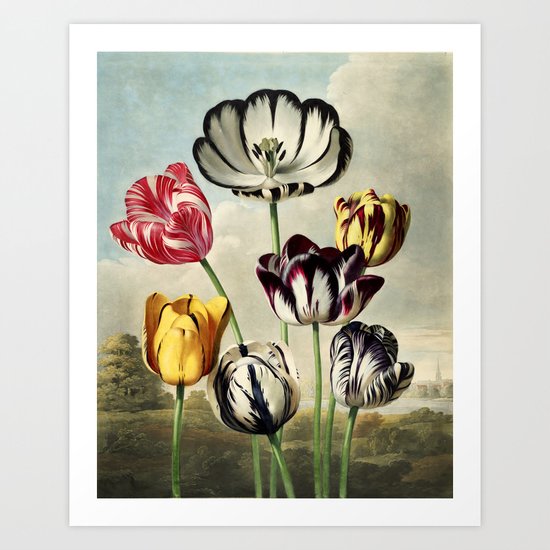Tulips : Temple of Flora of New illustration of the sexual system of Carolus von Linnaeus Art Print