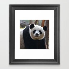 China Photography - Cute Panda In The Wilderness Framed Art Print