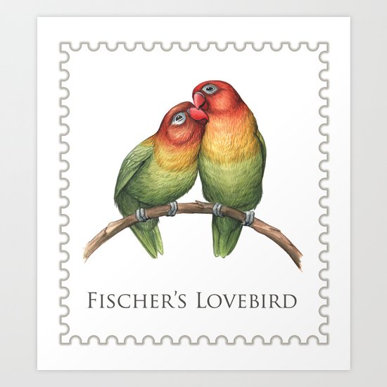 Fischer's Lovebird (Agapornis fischeri) Art Print