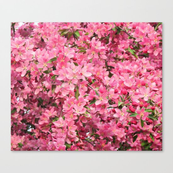 Crab Apple - Pommetier Canvas Print