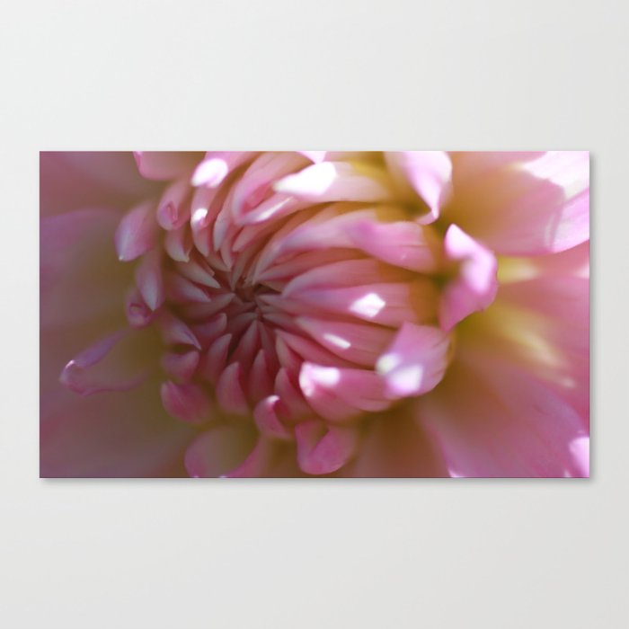 Pink Anemone Canvas Print
