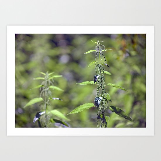 Stinging Nettle 5288 Art Print