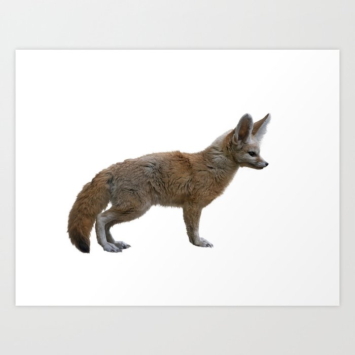 Fennec Fox Isolated On White Background Art Print By Svetlanna Society6