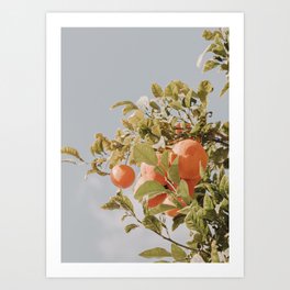 Orange Citrus Fruit Tree Blue Sky Art Print