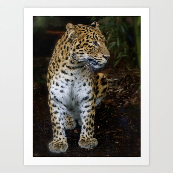 Chinese Panther Art Print