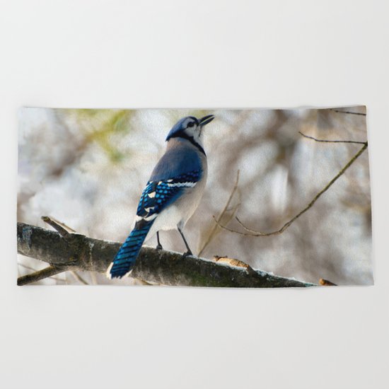 Blue Jay Calling Beach Towel