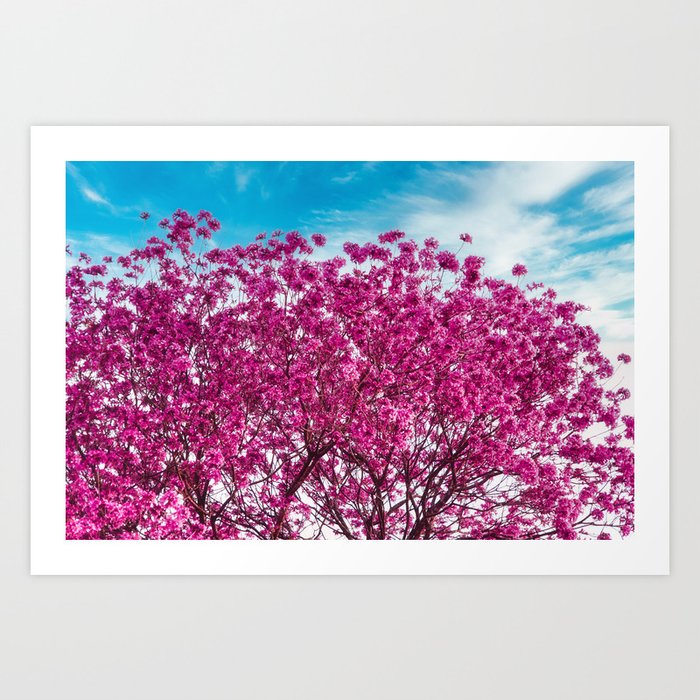 Handroanthus Tree - Pink Flowers #1 Art Print