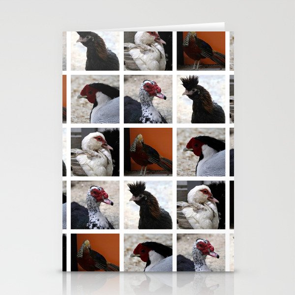 Closeup Animal Portraits Photographs. chickens, ducks Stationery Cards