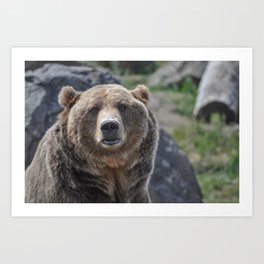 Grizzly Bear Portrait Art Print