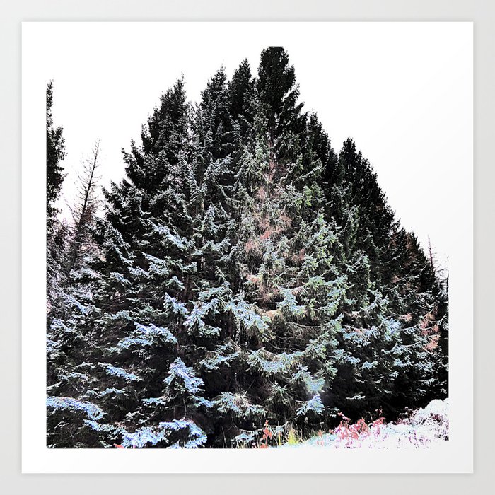 Winter Pine Trees in Expressive and I Art  Art Print