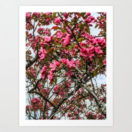 Blossoms 4 Art Print