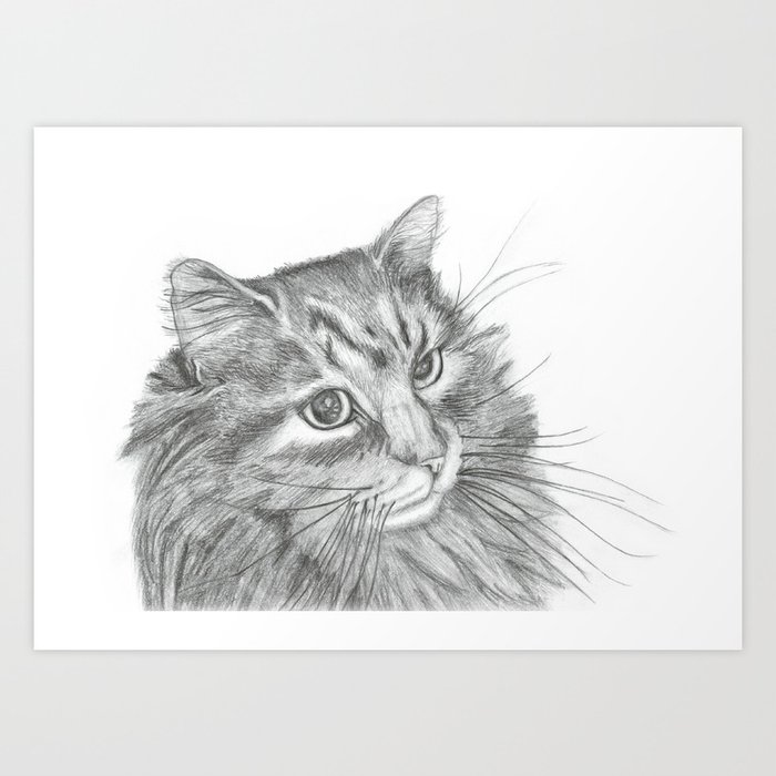 Fluffy Cat Pencil Drawing Art Print by ScentofAccusation | Society6